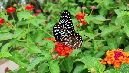 Butterfly on a flower