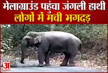 कुंभ 2020ः देर रात मेला क्षेत्र में पहुंचा जंगली हाथी, लोगों को दौड़ाया, वीडियो