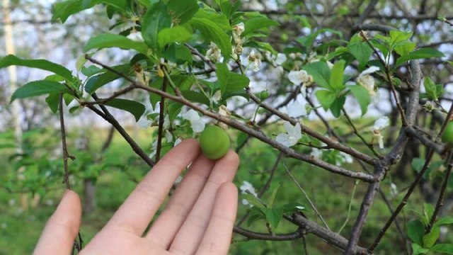 İkinci hasadına başlanan eriğin fiyatında sert düşüş