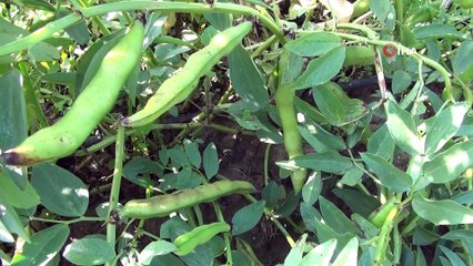 Mersin'den Irak’a ihraç edilen baklada hasat sona erdi