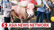 Vietnam News | Pink bull captivates locals in HCM City