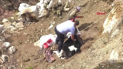 ANTALYA Uçuruma yuvarlanan inek, 2 gün sonra kepçeyle kurtarıldı