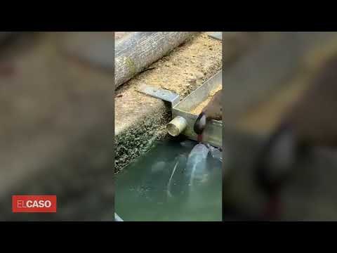 L'increïble moment d'un ànec donant menjar a la boca a uns peixos