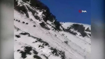 Onlarcası bir arada görüntülenen domuz sürüsü hayrete düşürdü