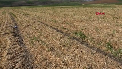 TEKİRDAĞ Trakya'da zirai don buğday tarlalarının sararmasına neden oldu
