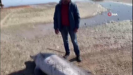 Kuraklık Ayvalık'ı vurdu, dev yunus balığının ölüsü bulundu