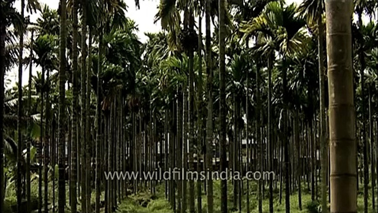 Areca nut plantation