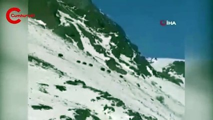 Sivas'ta şaşkınlığa düşüren görüntüler!  Onlarcası bir arada görüntülendi