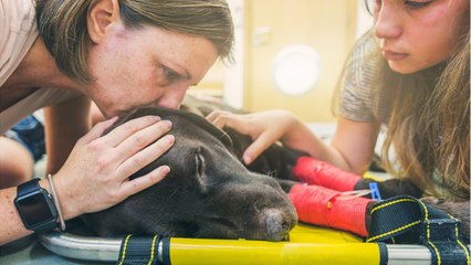 A euthanasia veterinarian reveals what an animal feels before dying