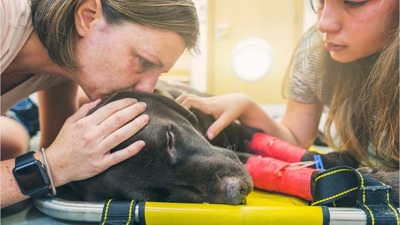 A euthanasia veterinarian reveals what an animal feels before dying