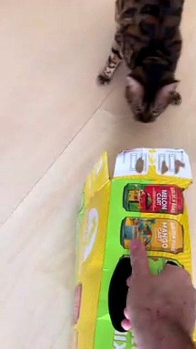 Bengal Kitty Launches Itself at Box