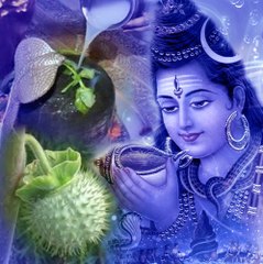Why Is Lord Shiva Offered Cannabis On The Auspicious Day Of Shivraatri?