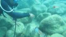 Ünlü profesöre su altında elektrikli vatoz balığı şokuÜnlü profesöre su altında elektrikli vatoz balığı şoku