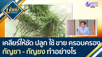 เคลียร์ให้ชัด ปลูก ใช้ ขาย ครอบครองกัญชา - กัญชง ต้องทำอย่างไร | บ่ายนี้มีคำตอบ (12 มี.ค. 64)