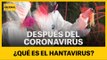 ¿QUÉ ES EL HANTAVIRUS? Después del coronavirus, el hantavirus: primer muerto en China