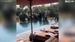 [TRANSLATE] - Family of elephants drinks guests' pool water
