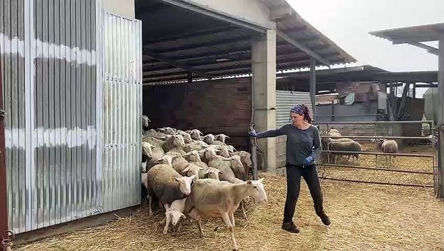 La Maria obre les portes del corral