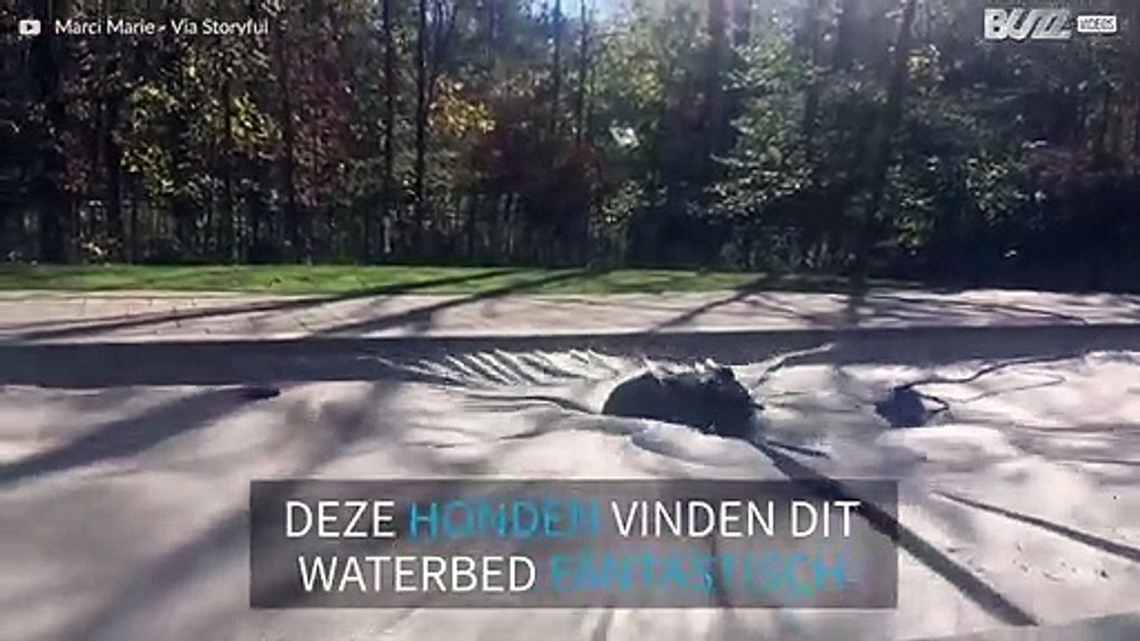 Honden gaan los op groot waterbed!