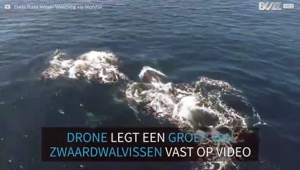 Een groep zwaardwalvissen zwemmen voor de kust van Californië