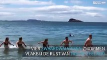 Strandgangers gedwongen om weg te rennen voor vier zwaardwalvissen