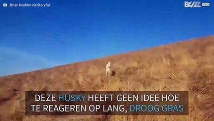Husky reageert grappig op droog gras