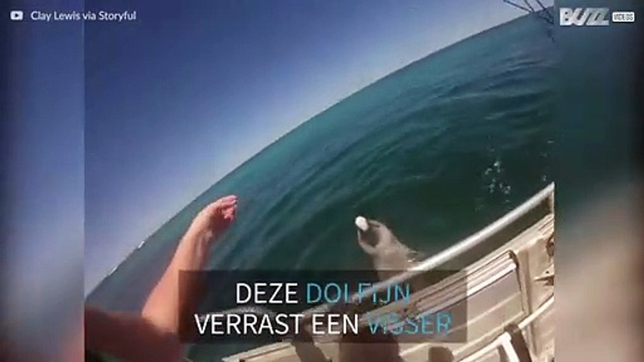 Vriendelijke dolfijn groet vissersboot in Australië
