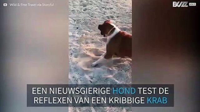 Een komische ontmoeting op een Mexicaans strand tussen een nieuwsgierige hond en een watervlugge krab