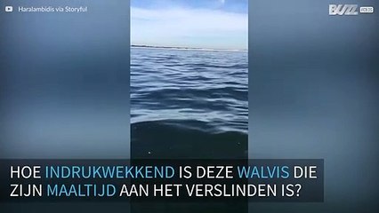 Walvis verslindt school vissen op indrukwekkende wijze