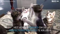 Hoe een nestje kittens te fotograferen