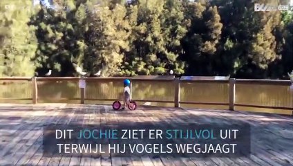 Kleine grappenmaker met loopfiets jaagt vogels weg