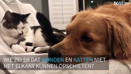 Hond en kat sluiten vertederende vriendschap