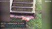 Labrador puppy rolt op schattige manier van de trap