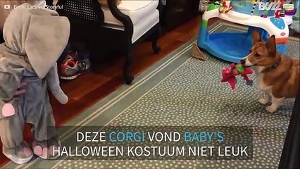 Baby in olifantenkostuum jaagt hond weg