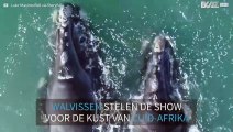 Adembenemende beelden van walvissen voor de kust van Zuid-Afrika