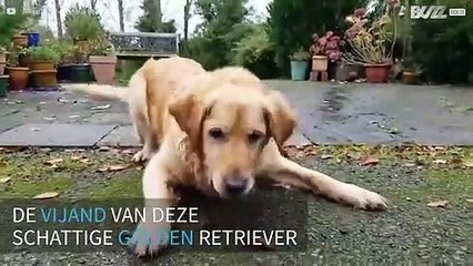 Episch gevecht tussen hond en waterpistool