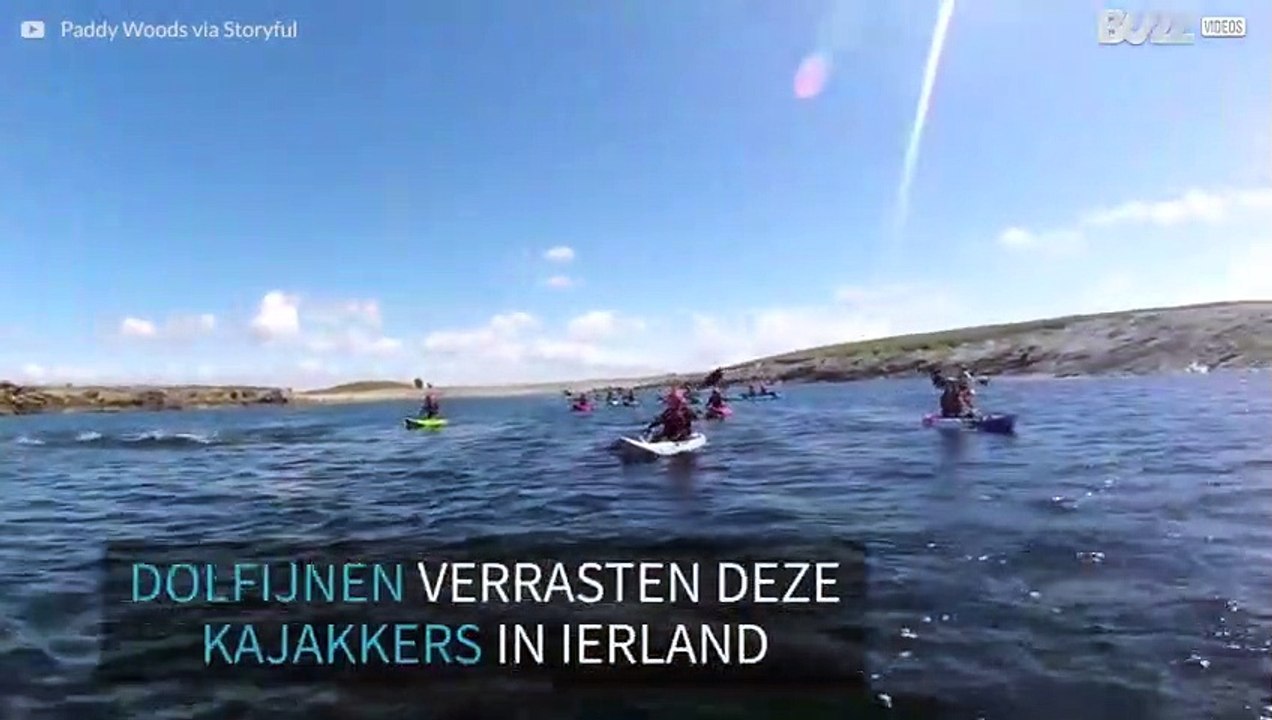 Dolfijnen zwemmen naast kajakkers in Ierland