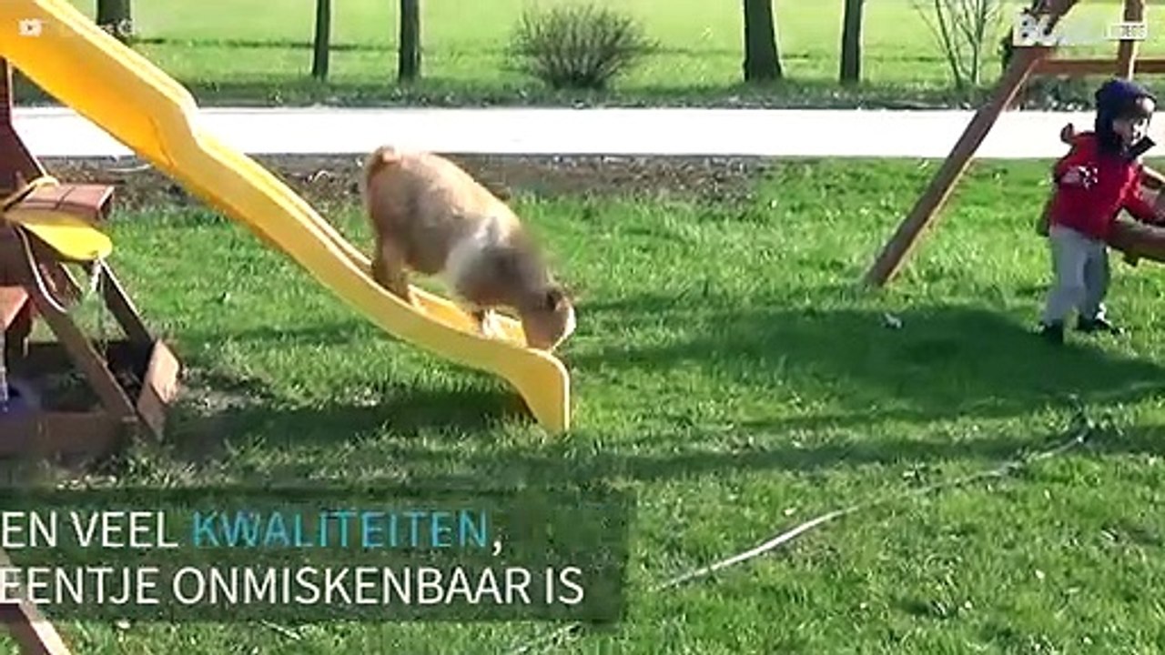 Deze geiten-video zal je dag opfleuren