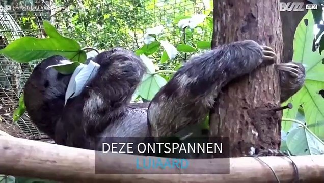 Luiaard hangt aan poten tijdens het eten