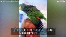 Deze papegaai is gek op de föhn van zijn eigenaar!