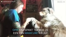 Honden hebben ook recht op een manicure
