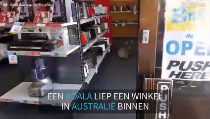 Koala loopt een winkel binnen en raakt verwart!