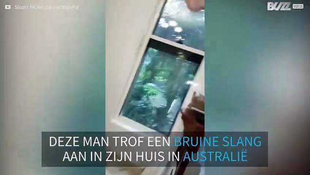Man vindt slang in zijn huis in Australië