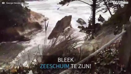 Zeeschuim meegesleept door de wind lijkt op sneeuw!