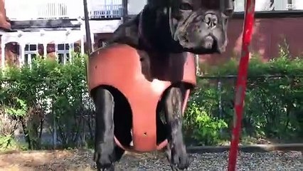Deze Franse bulldog heeft een hekel aan schommelen