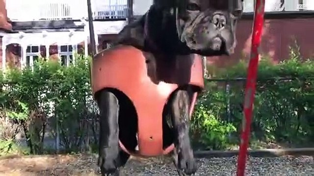 Deze Franse bulldog heeft een hekel aan schommelen