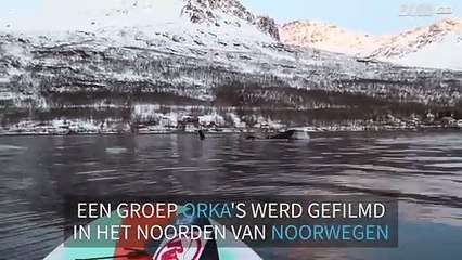 Peddelsurfer komt vlakbij een groep orka's in Noorwegen!