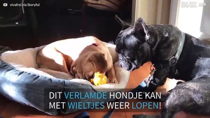 Gehandicapte hond loopt voor de eerste keer met behulp van wieltjes