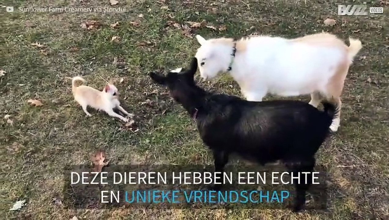 Een onwaarschijnlijke vriendschap tussen twee geiten en een chihuahua