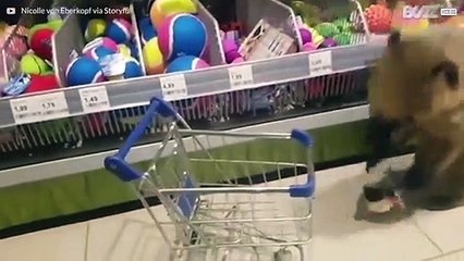 Deze neusbeer is de beste shopping partner!