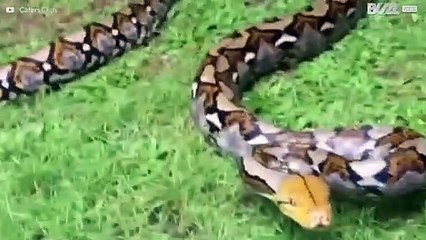 Een reis door de fantastische wereld van slangen